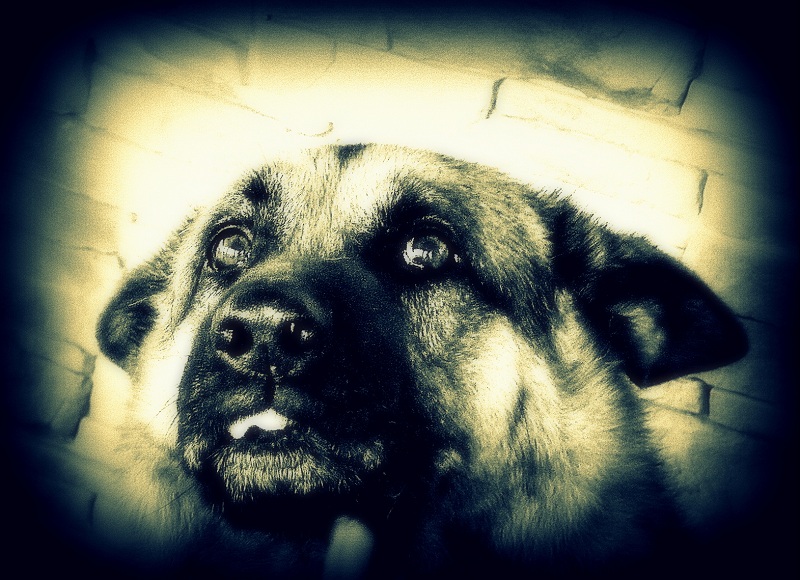  Arcik