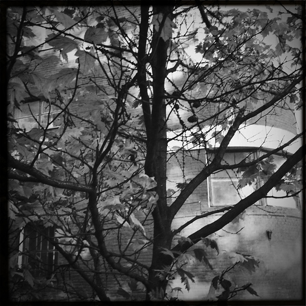  Lomo #230