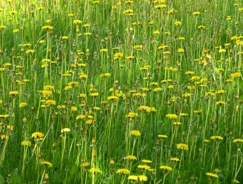  ***