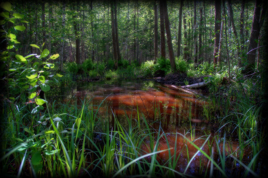  deep jungle
