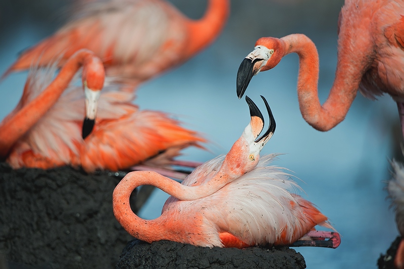  Phoenicopterus ruber