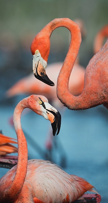  Phoenicopterus ruber ruber