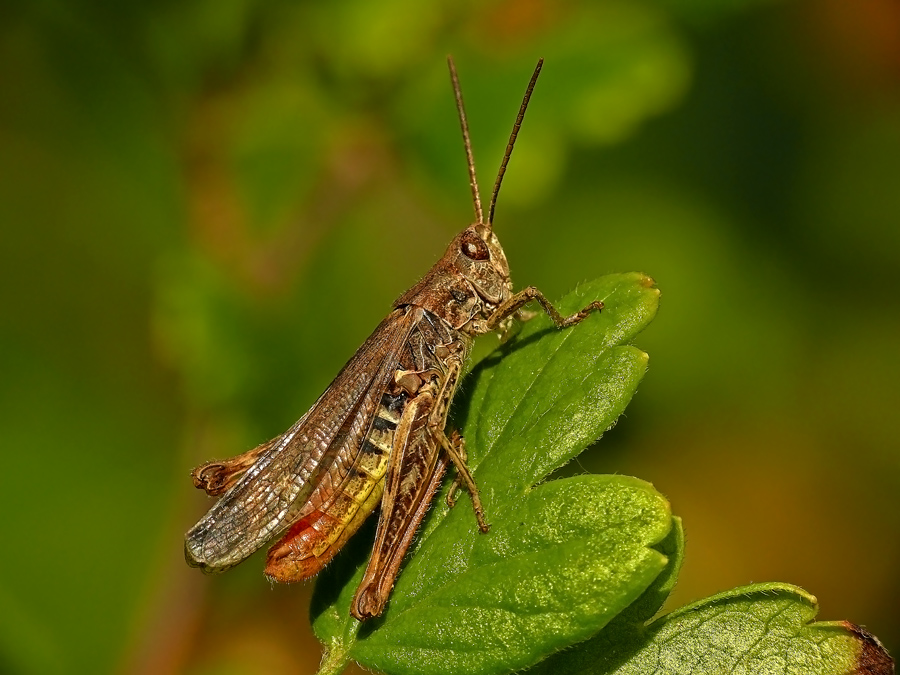    Glyptobothrus brunneu