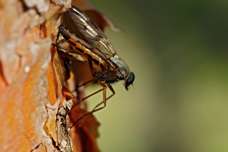    Rhagio scolopaceu