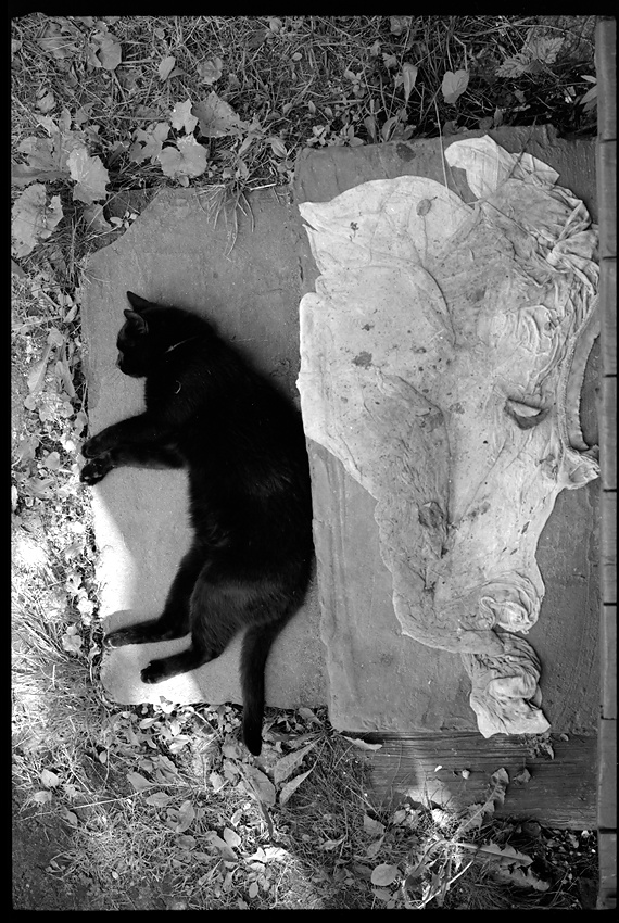  Chat séraphique, chat étrange