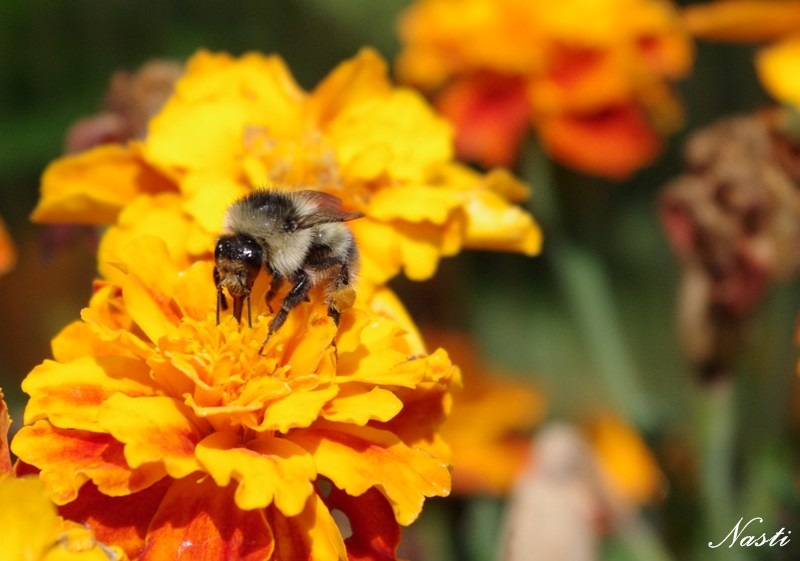  Bee