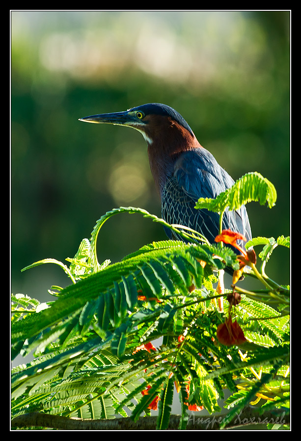     (Butorides virescens)