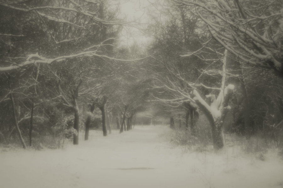  forgotten park in winter