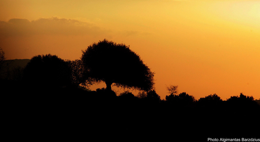  evening desert