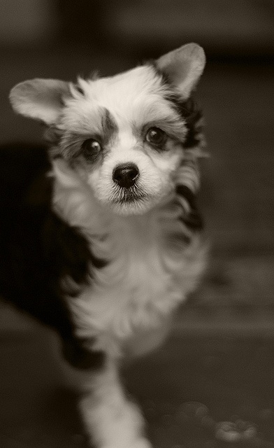  Jessie