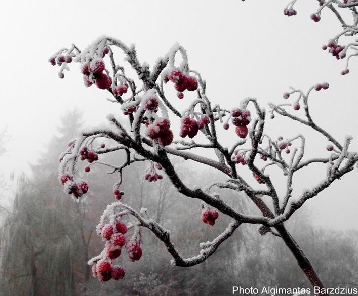  sugar mountain ash