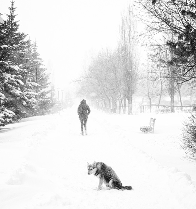  every dog has its day
