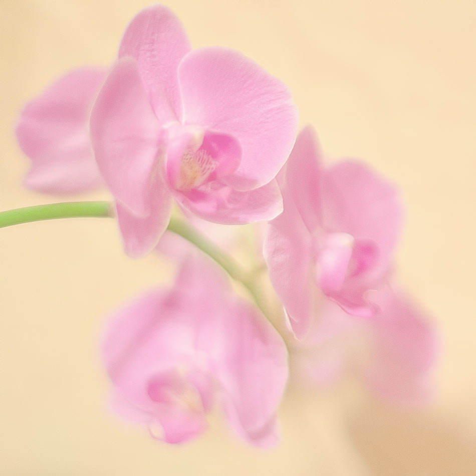  NEX-5N+Canon 50/1.4