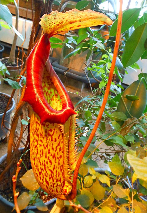   (Nepenthes)