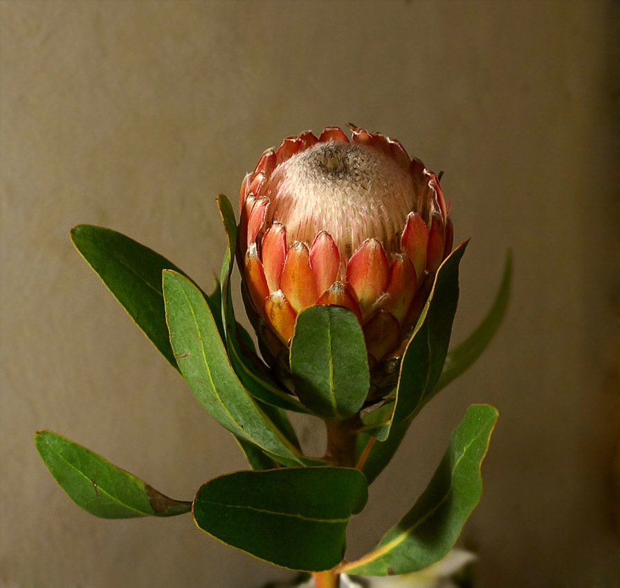 Protea Susara