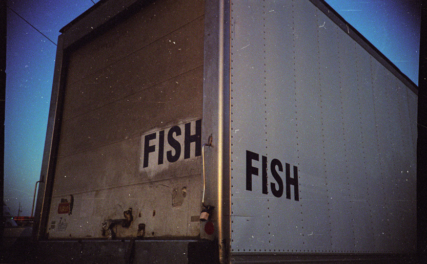  FISH FISH