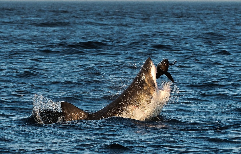  Carcharias VS Pussilus 