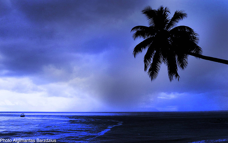  lonely palm