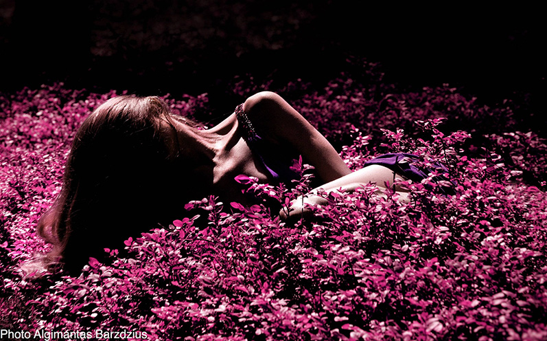  Fairy Forest