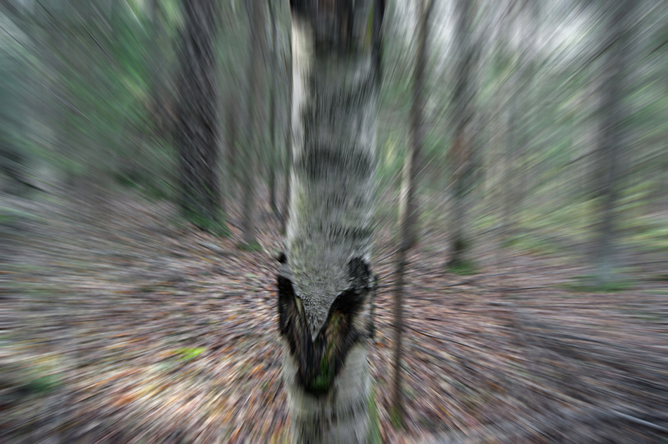    (2)