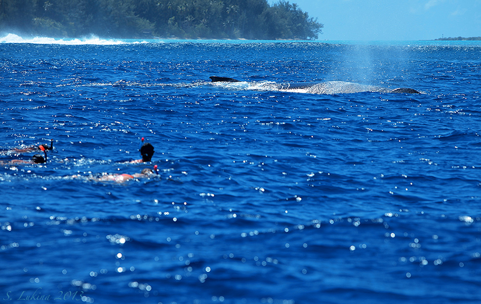  Pacific O. Whales.