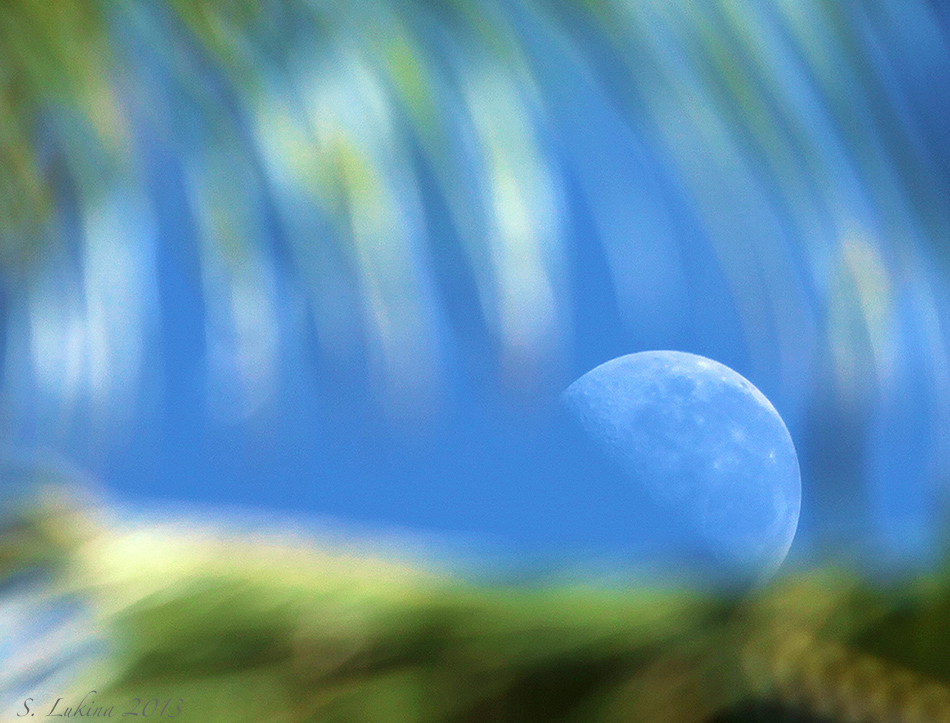  Pacific O. Sister moon.