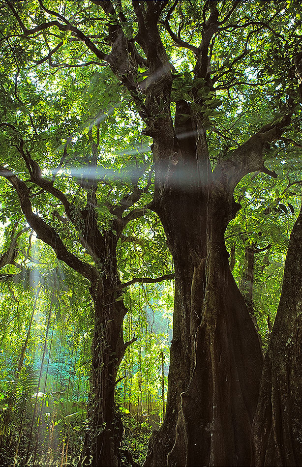  Pacific O. Old forest.