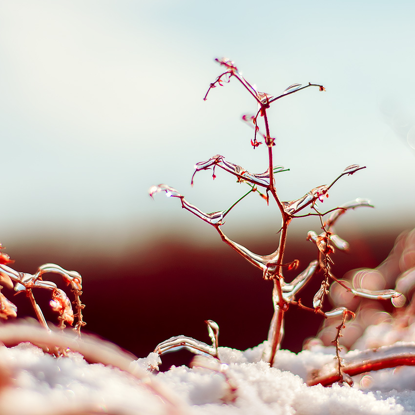  Sunny winter
