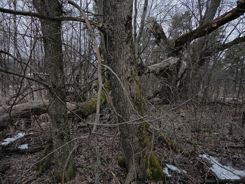    (7)