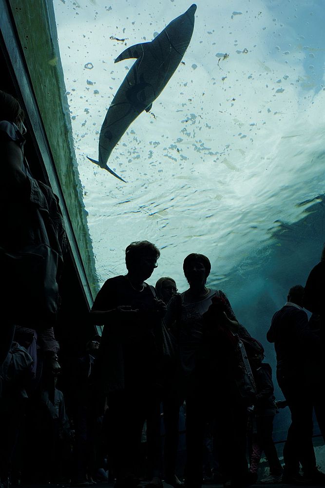  Aquario di Genova, Italy, 2014