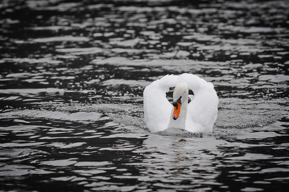  White Swan