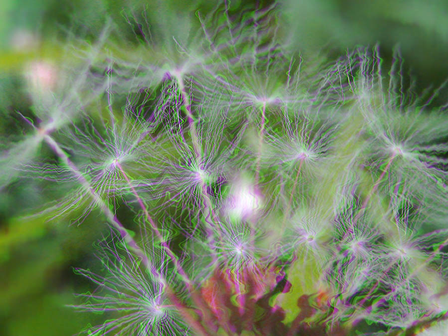  Dandelion fantasy