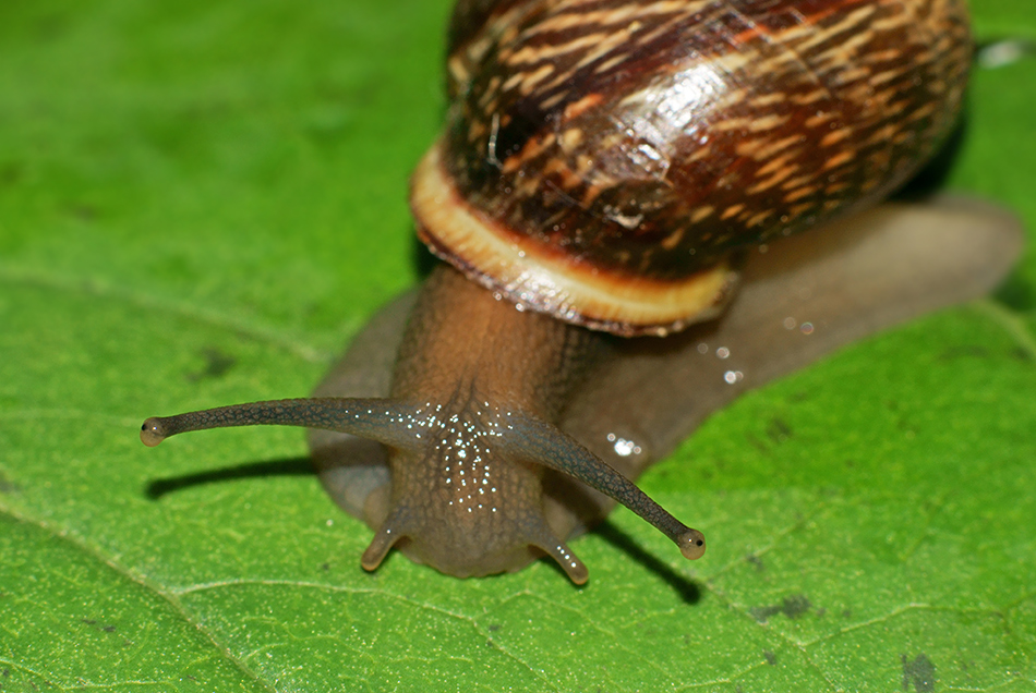   (2)