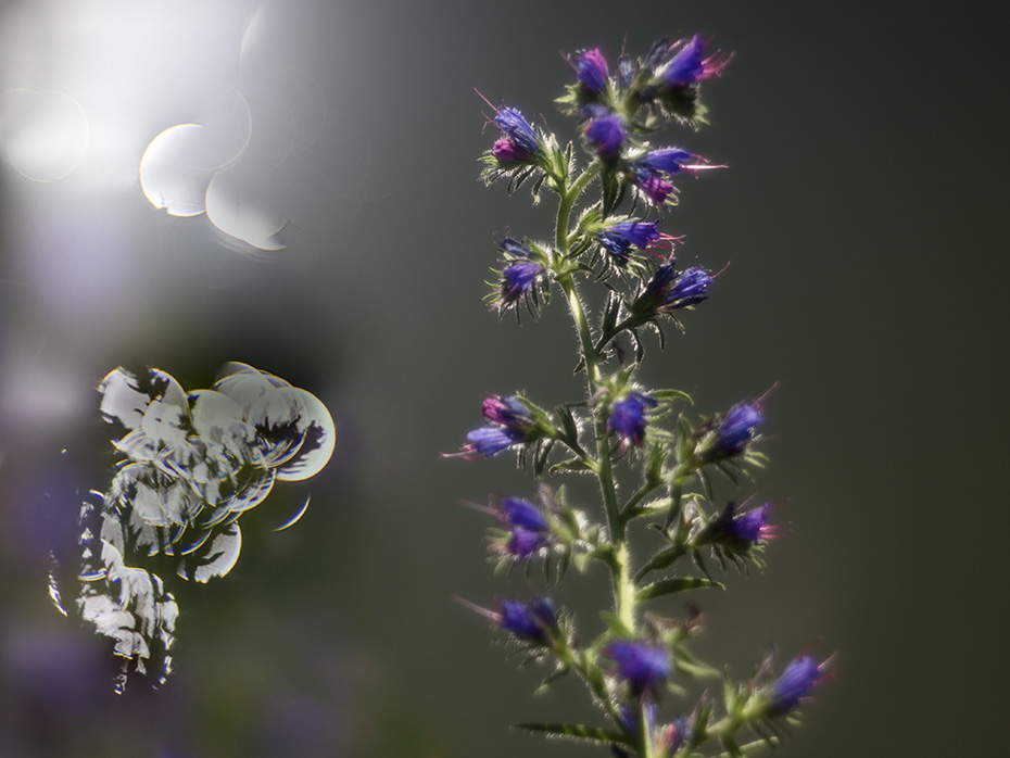  flowers dreams