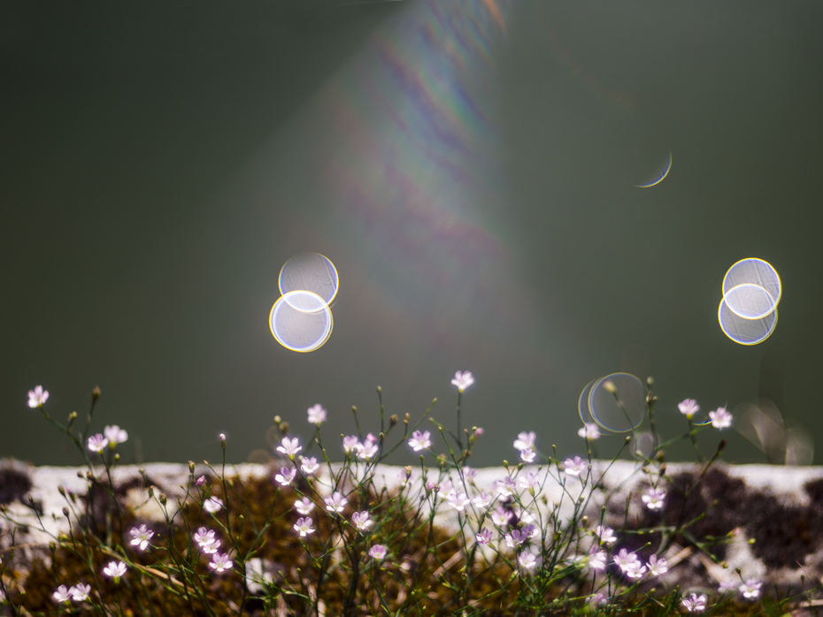 flowers dreams
