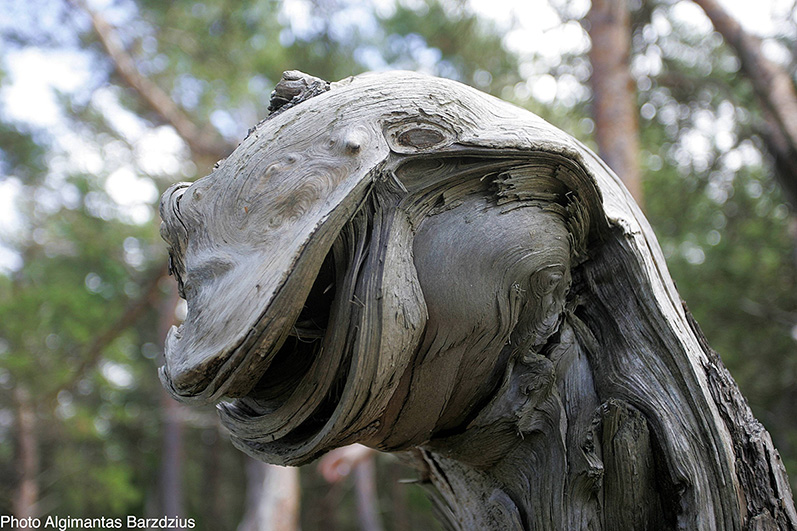  Smile in the woods