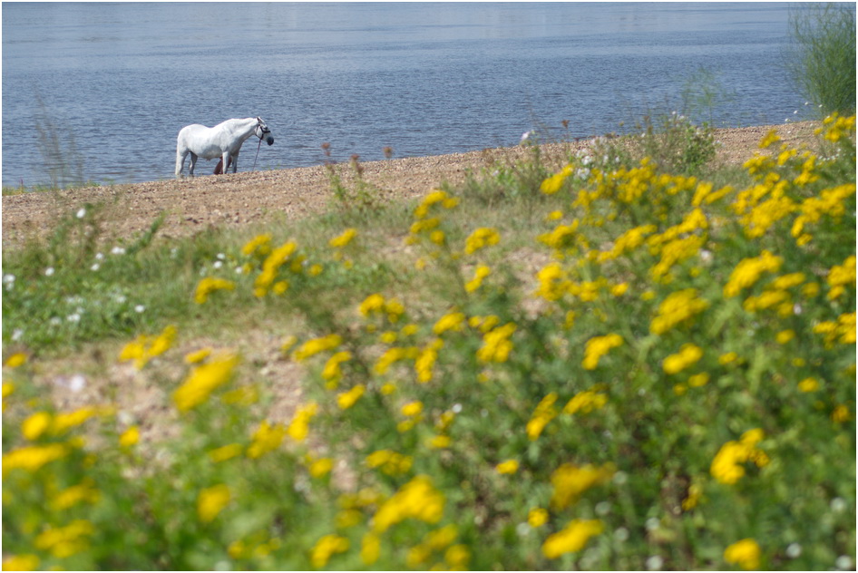  White Horse 