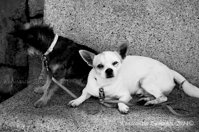  el perro de espanol