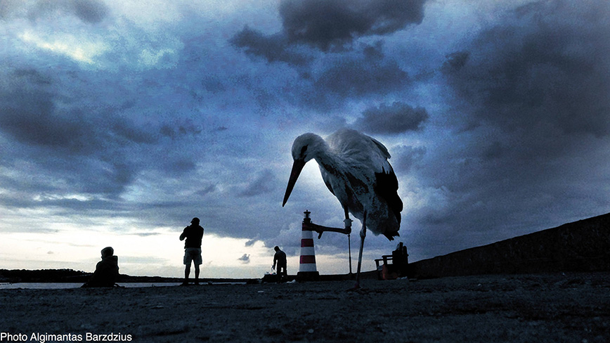  Stork and lighthouse