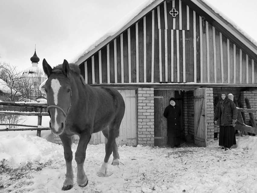   & horse