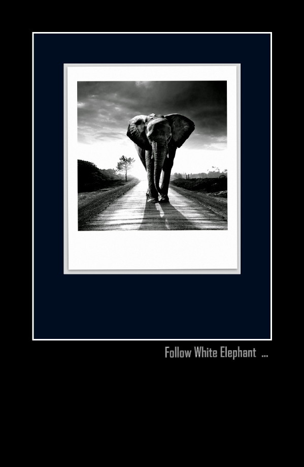  The White Elephant ...
