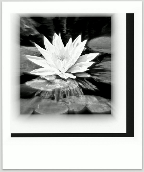  The White Lotus ...