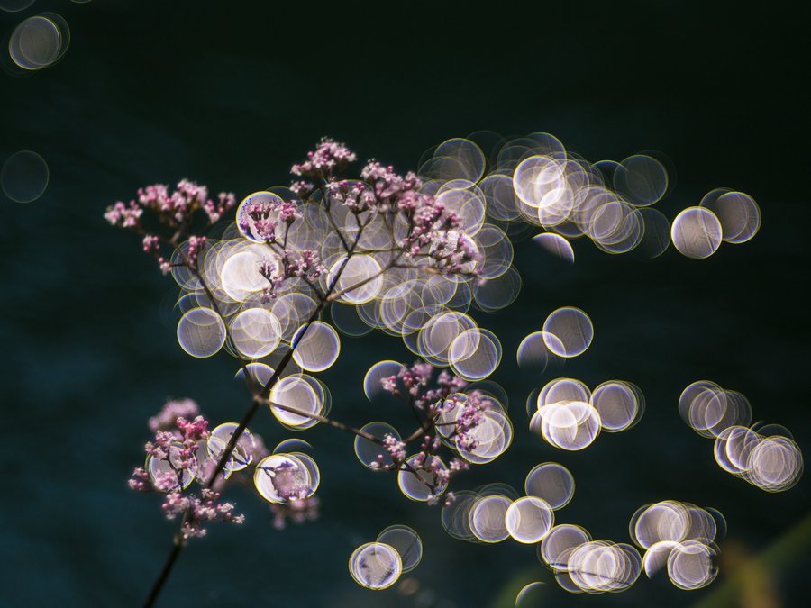   flowers dreams ()