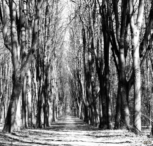 Into the Woods