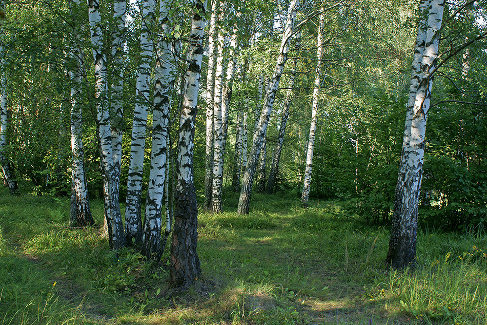     (3)