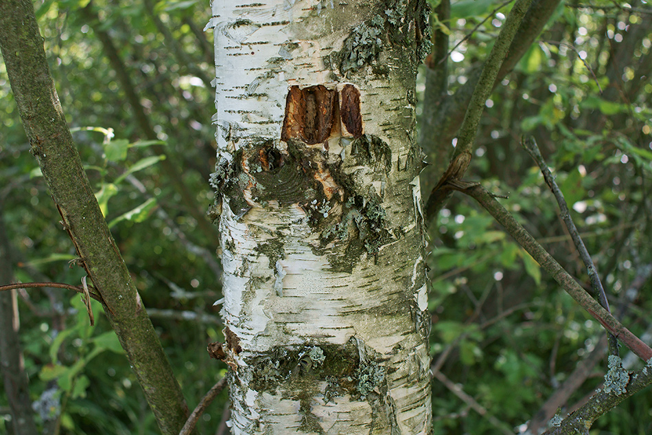   (2)