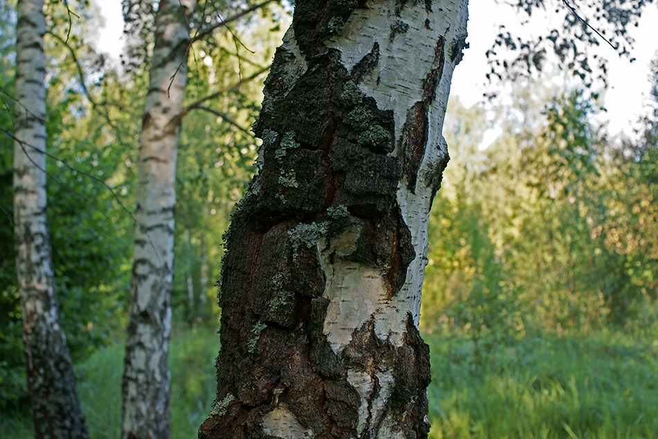   (3)