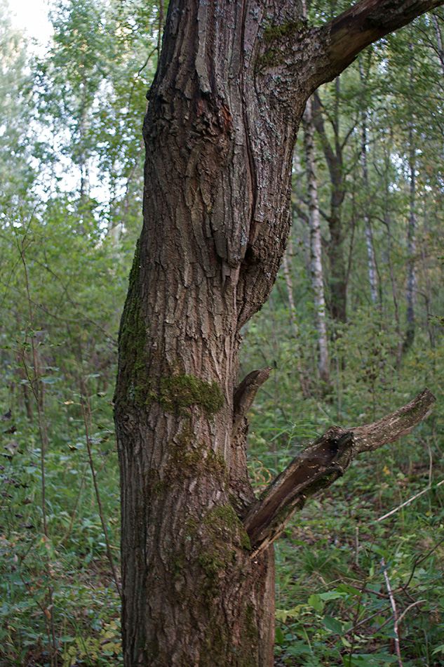     (3)
