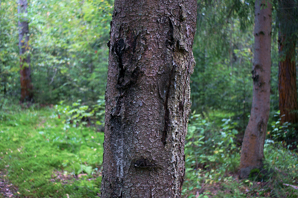     (4)