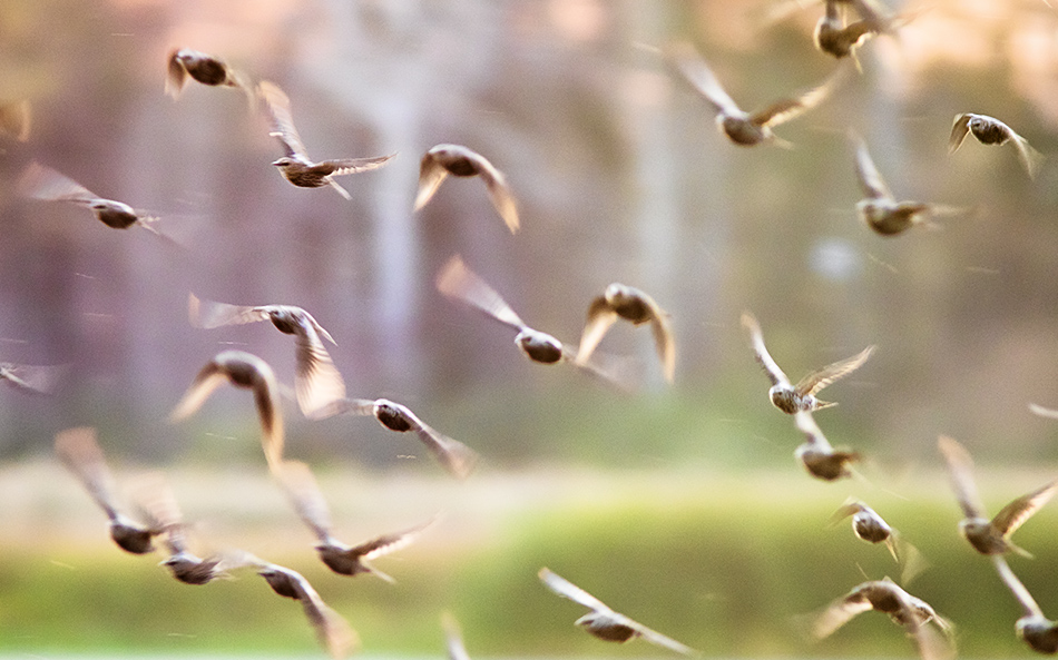  angry starlings